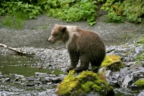 Denali National Park is home to Alaska's signature wildlife. Photo courtesy S. Moore