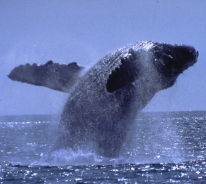 Humpback whales that spend their summers in Alaska can migrate over 15,000 miles each year
