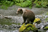 Denali National Park is home to Alaska's signature wildlife. Photo courtesy S. Moore Denali National Park is home to Alaska's signature wildlife. Photo courtesy S. Moore