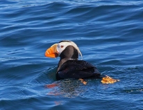 An abundant variety of wildlife flourishes in Kenai Fjords National Park